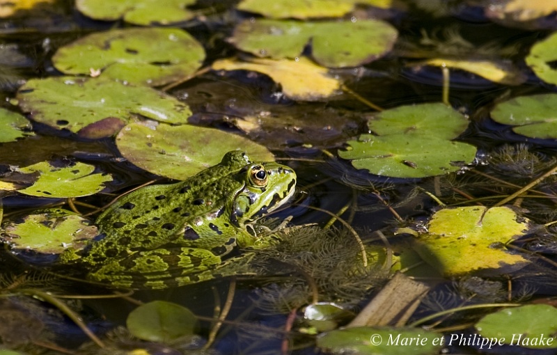 Grenouille 0206_wm.jpg - Grenouille verte (La Sauge, Vaud, 15.09.2007)